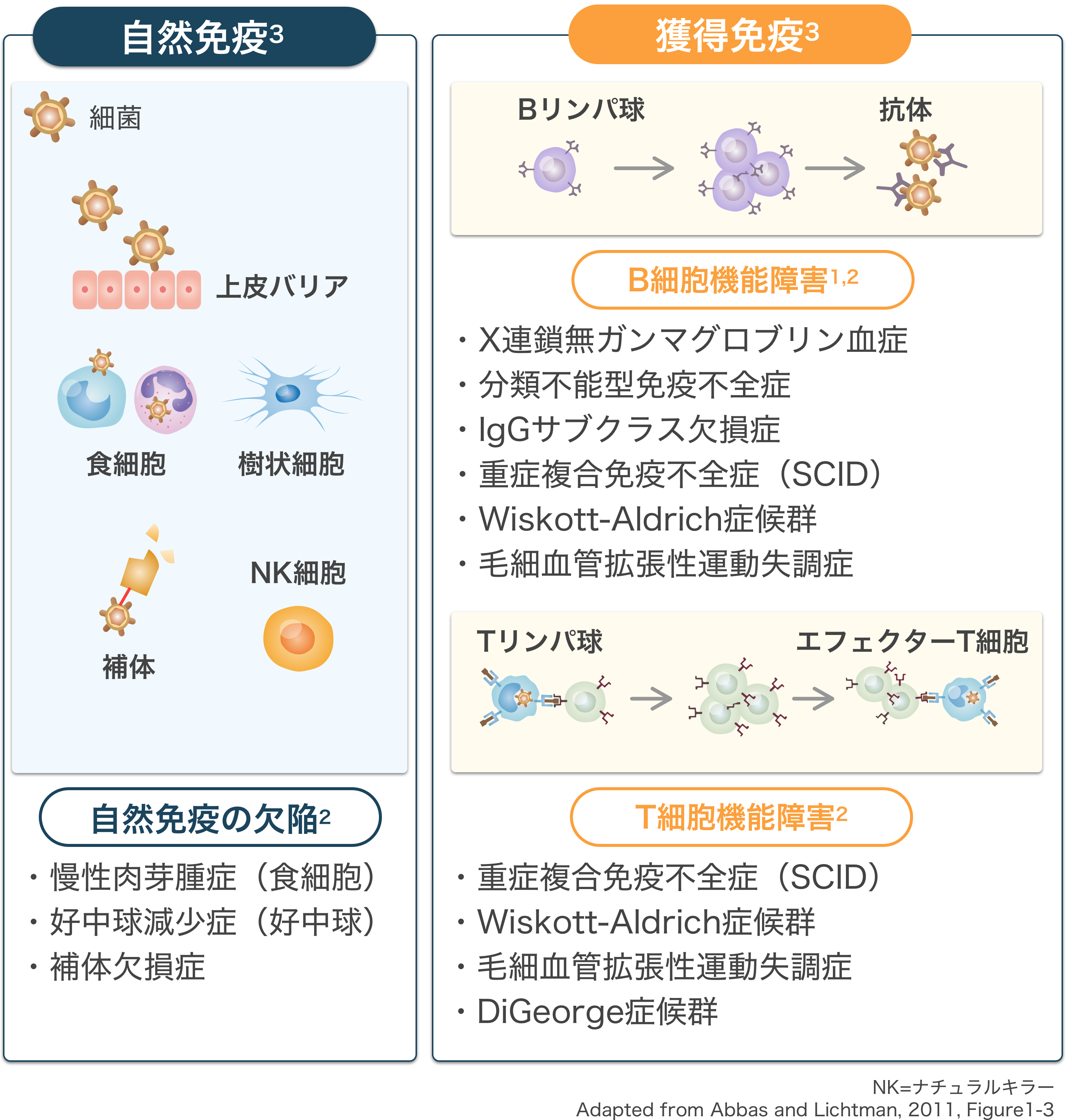 影響される免疫系と疾患例