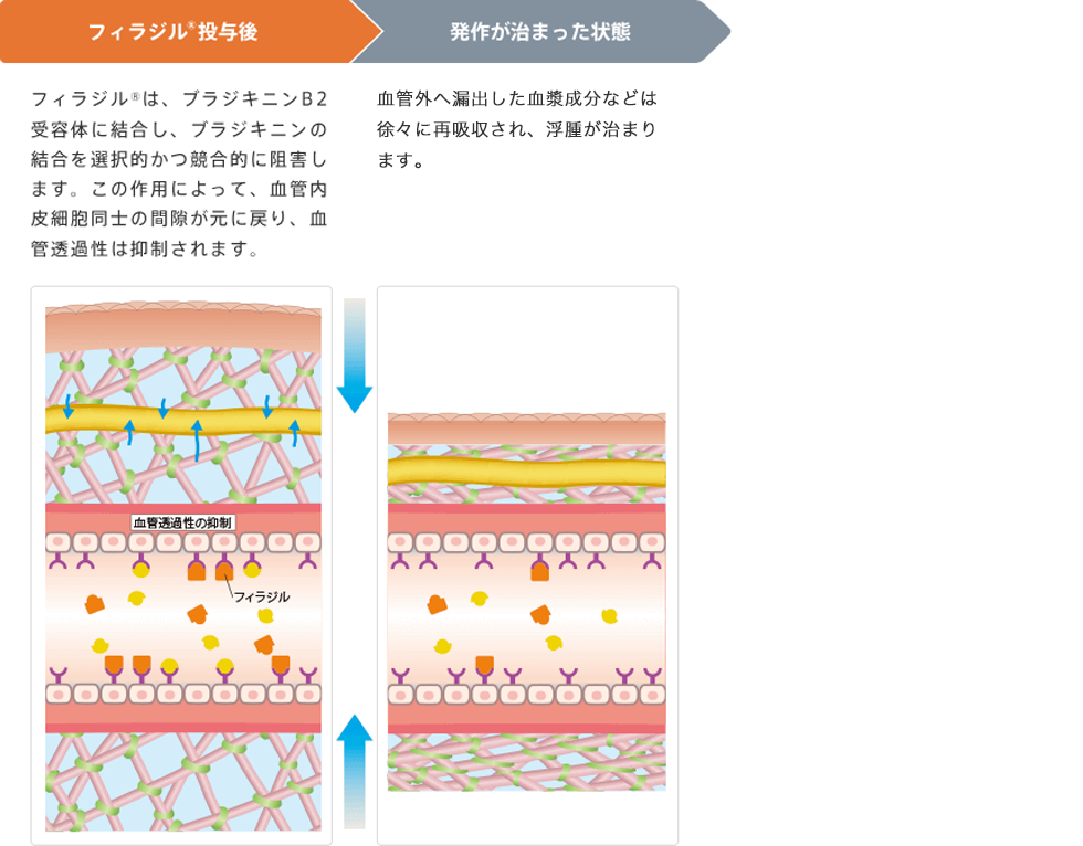 フィラジル®の作用機序_画像