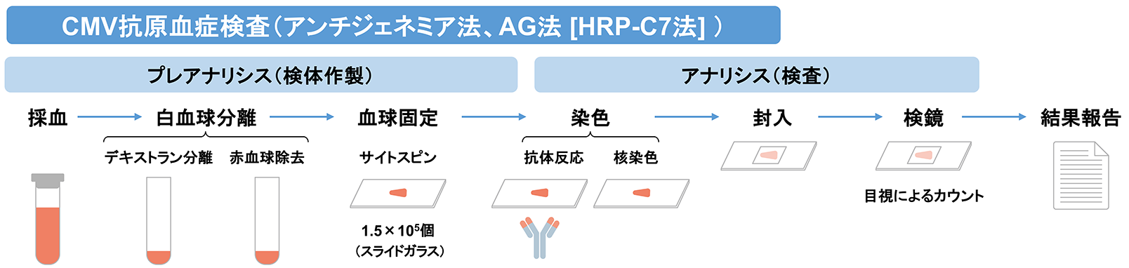 CMV抗原血症検査（AG法）の検査工程