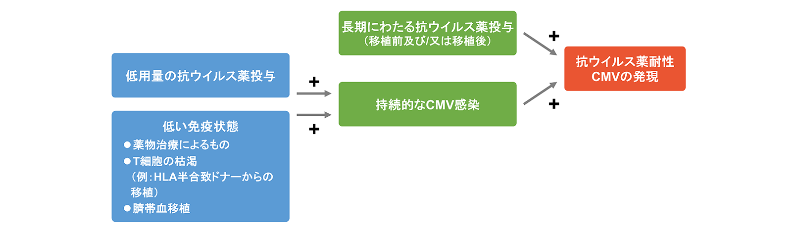 抗ウイルス薬耐性CMVの発現経緯