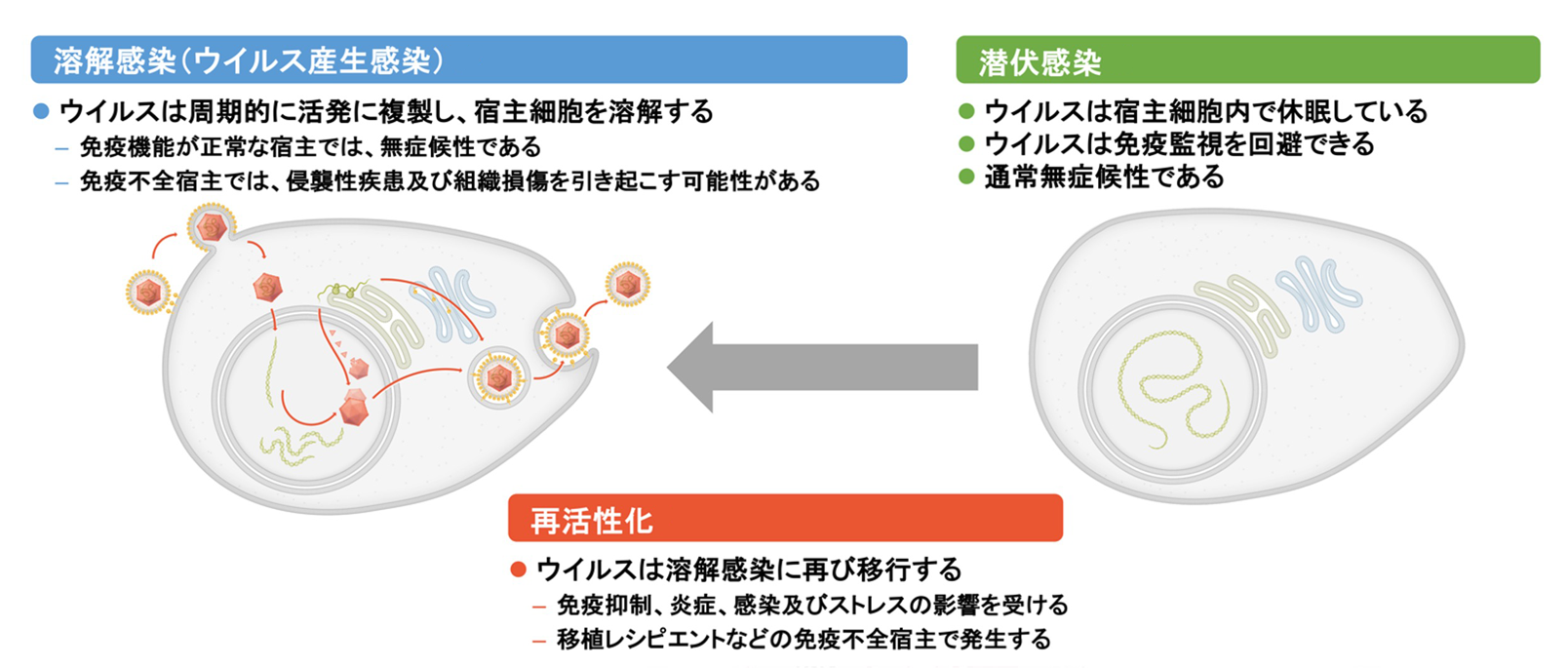 CMVのライフサイクル