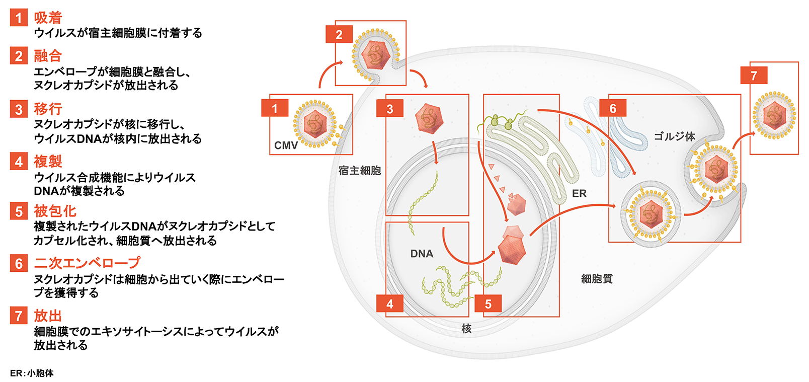 CMVの複製