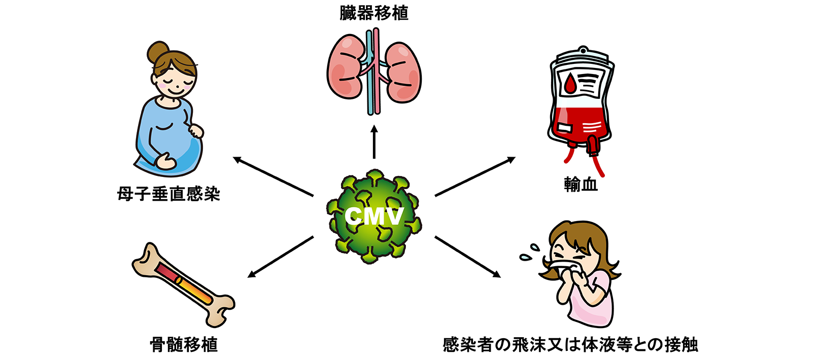 CMVの感染経路