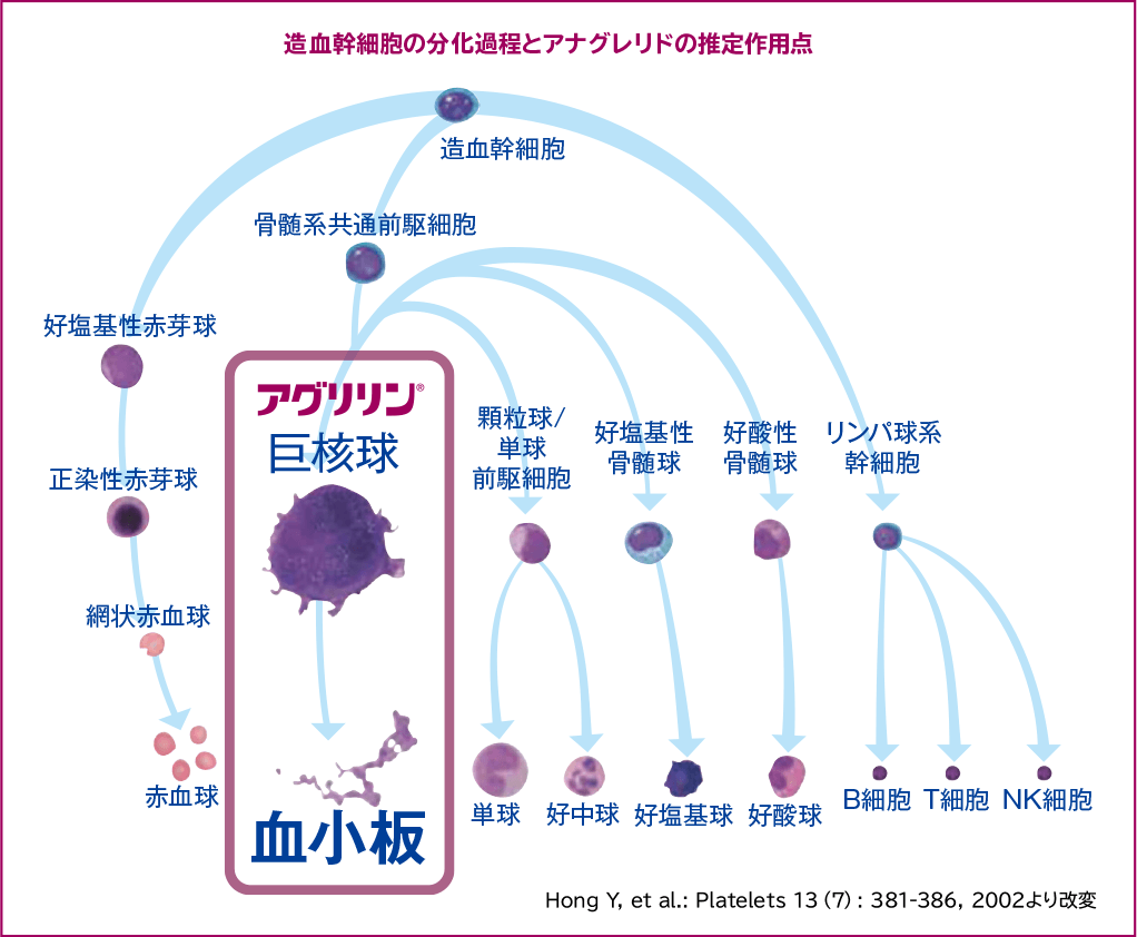 AGR_作用部位・作用機序