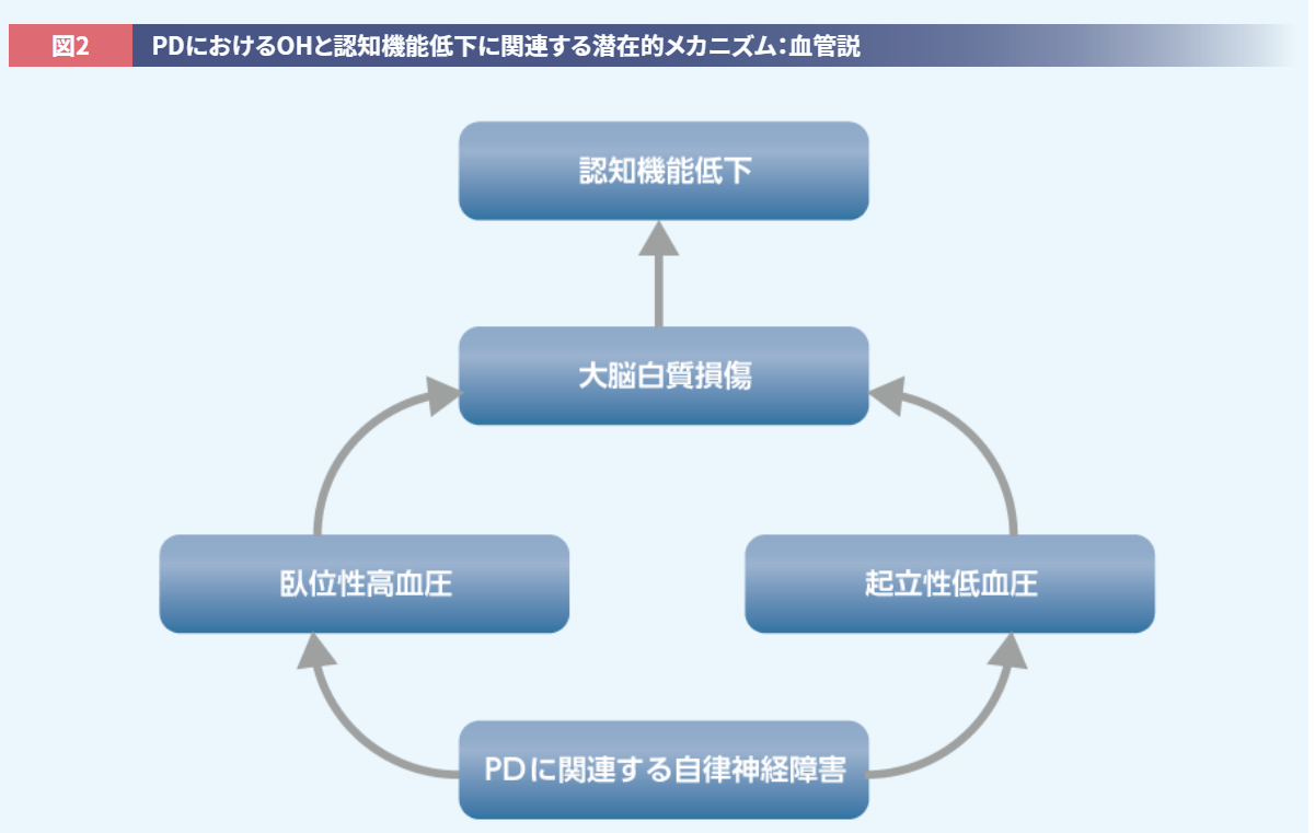 ALC_PDにおけるOHと認知機能低下に関連する潜在的メカニズム：血管説