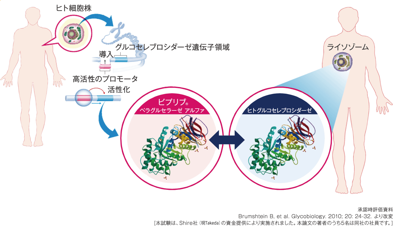 VPR_アミノ酸配列がヒトグルコセレブロシダーゼと同一