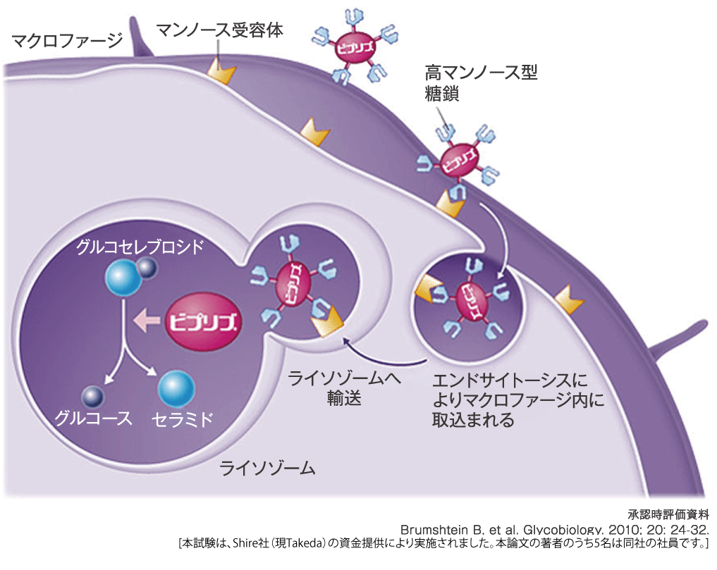 VPR_ヒトマクロファージへの取込みは他の酵素製剤と比べて約2.5倍