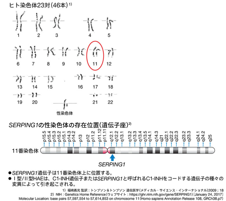 図1 SERPING1の存在位置