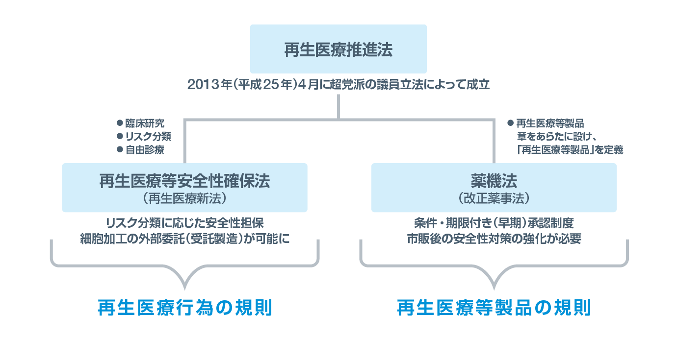 再生医療に関する法律